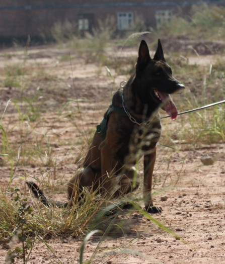 荷兰引进的一条种公马犬,大家来评价一下——darwins kennel