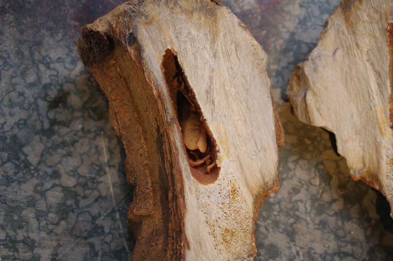 打扫房间扫出一堆老东西 2011年1月24号 一个带虫的树化玉