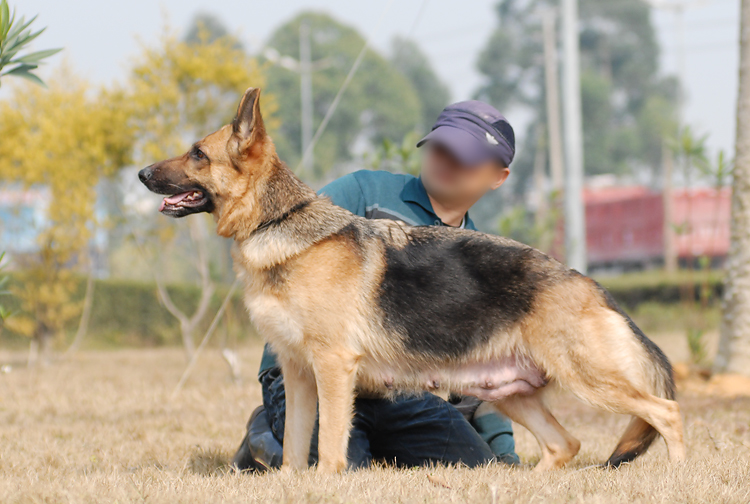 转让:一窝小德牧(实物图)