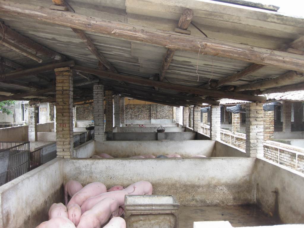 北京北郎中种猪场图片