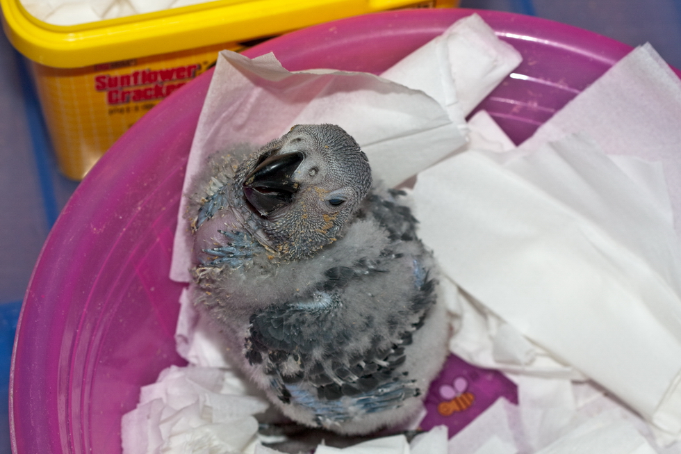 灰鹦鹉成长记录(更新:2011年4月10日-110天记录)