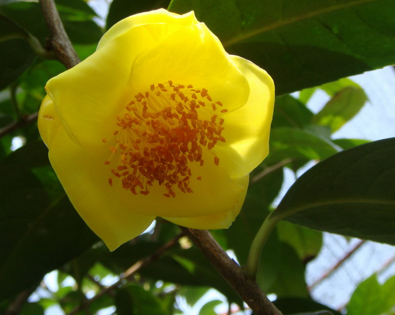 合浦石康:国宝金花正艳丽(图片欣赏)