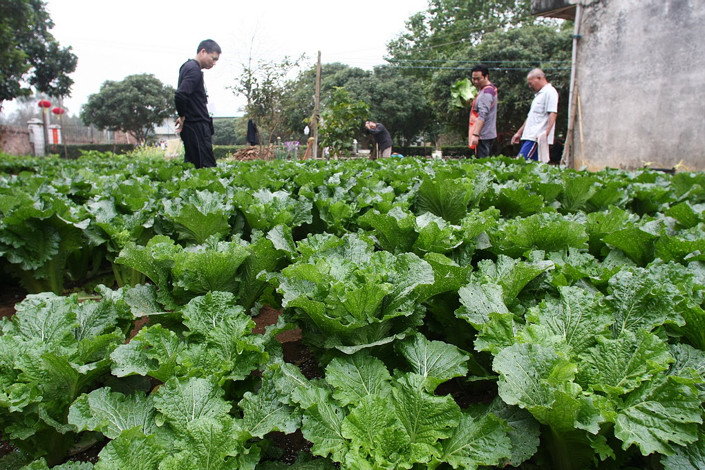 这火桶菜长得太好了 不好吃才怪