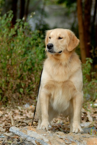 出售比熊,贵宾,拉布拉多,狗笼,金毛,比熊对外借配