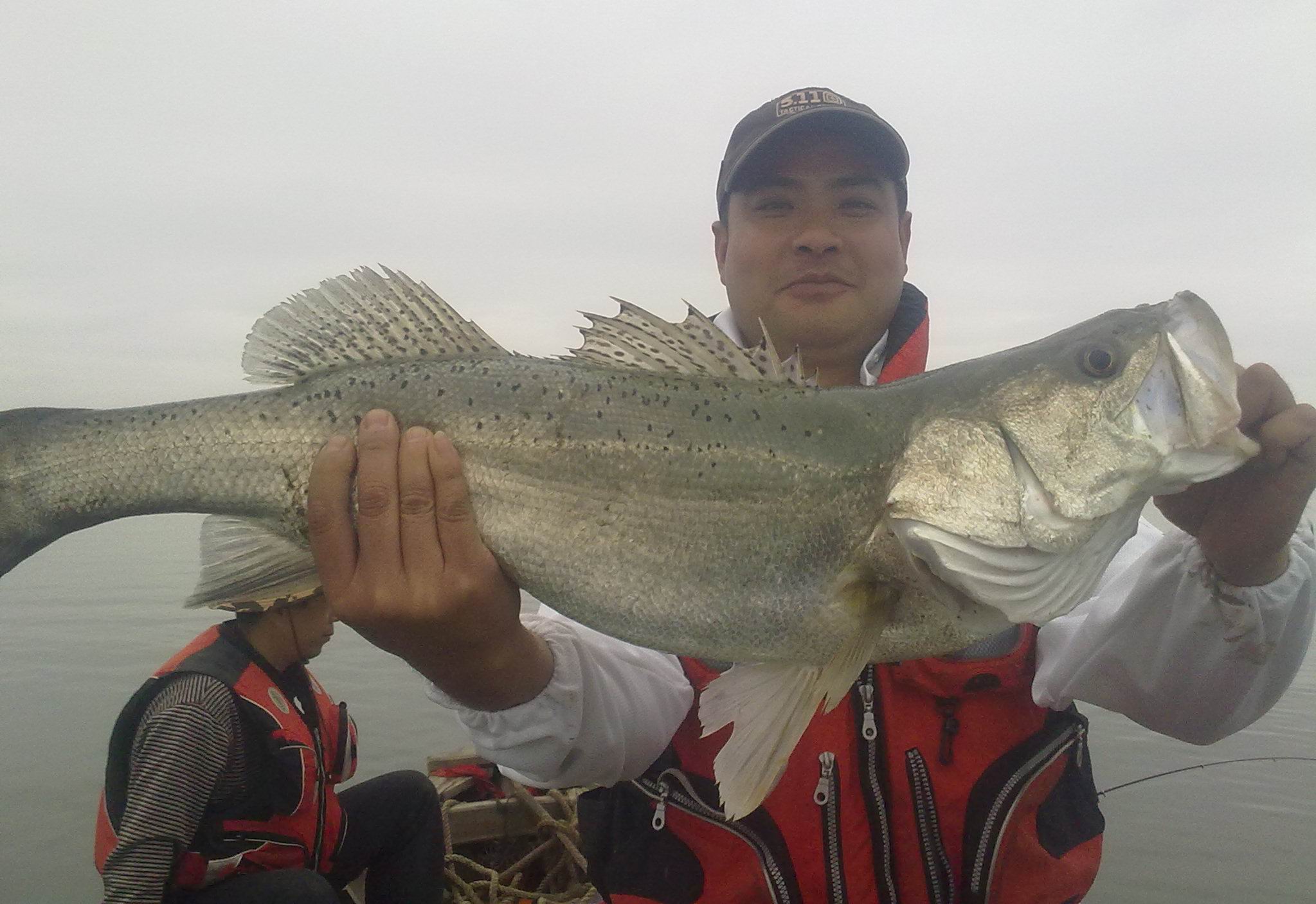 大鱸魚就是樣的.