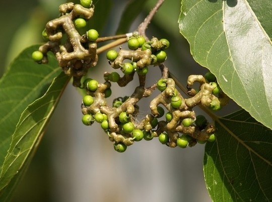 这样的水果你见过吗