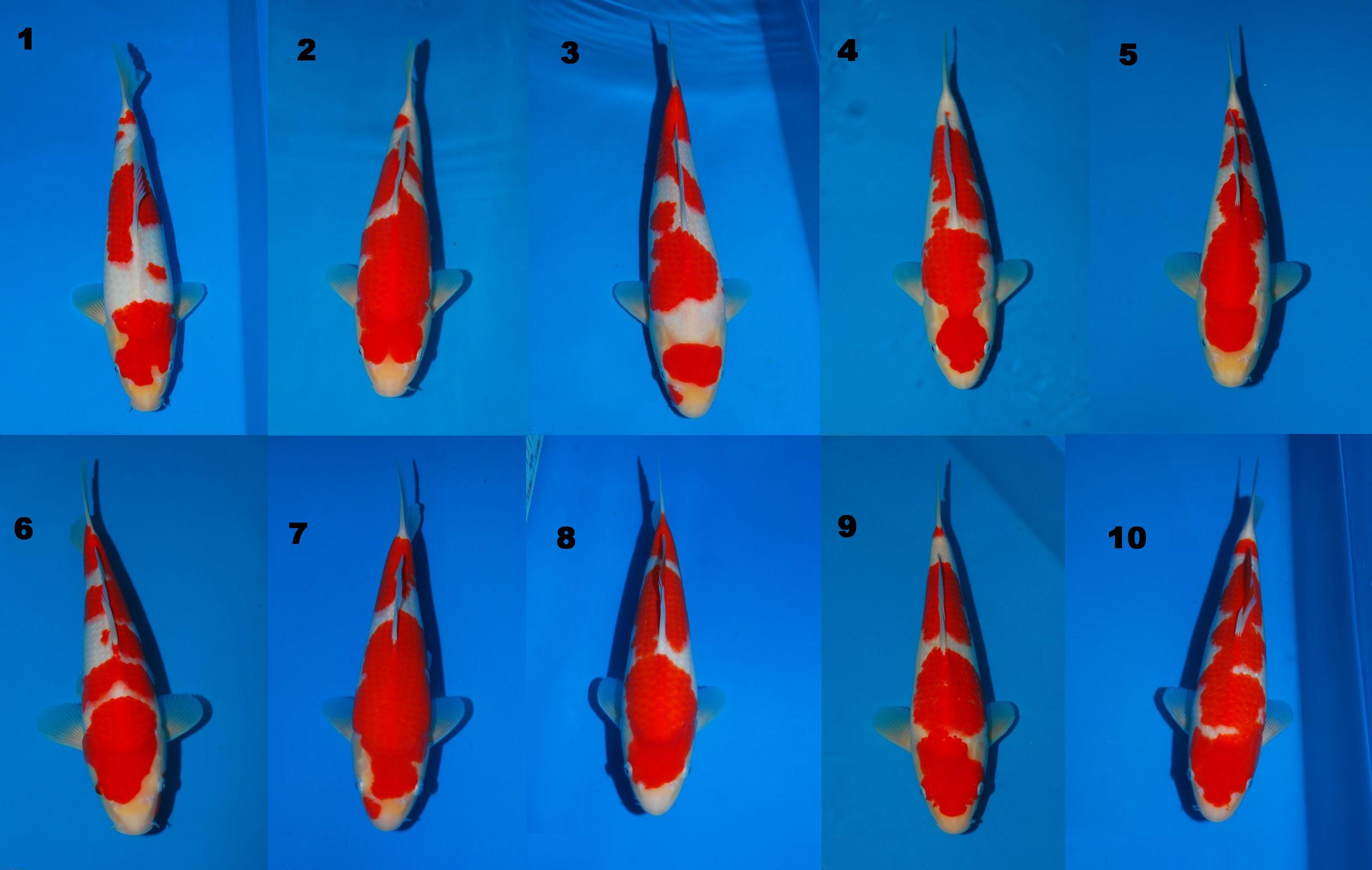 (鱼今晚到北海may-6)