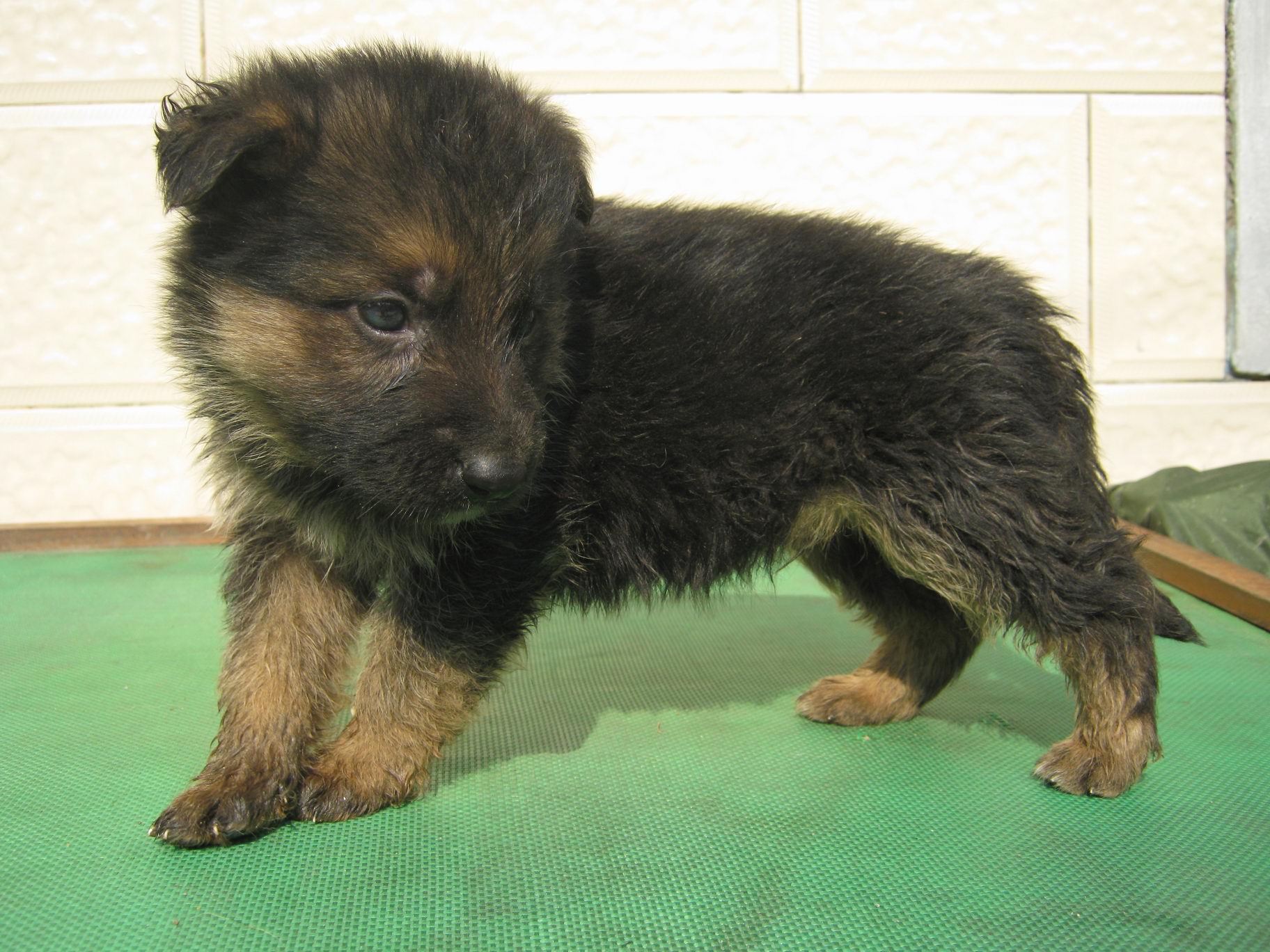 德牧幼犬
