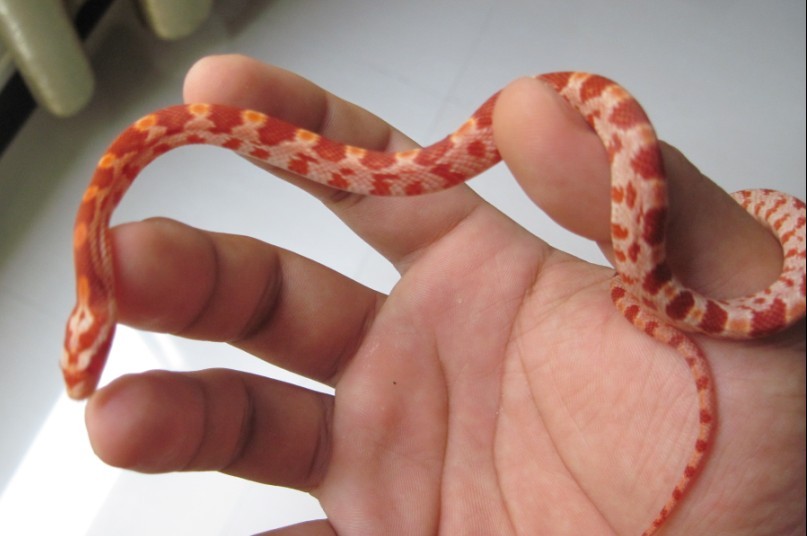 白化红玉米蛇(实物图)