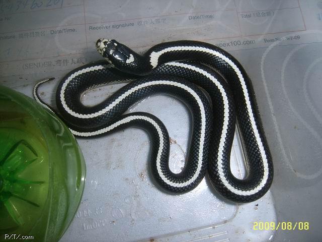 圣地亚哥直线王蛇图片