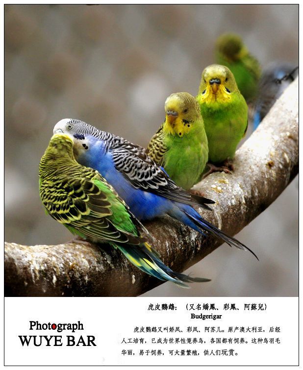 鹦鹉种类介绍虎皮鹦鹉野生篇