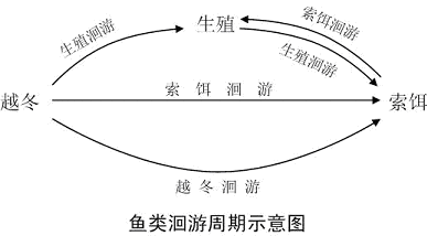 但是白鳝苗不能用人工繁殖来培育,这是由于它是一种 降河性洄游鱼类