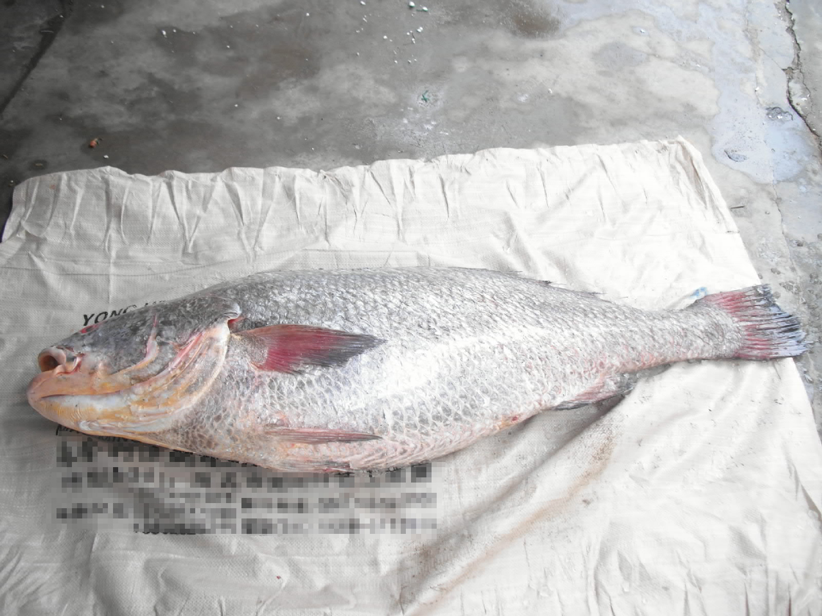 一条不知道品种1米多长的银鳘鱼(多图)-北海时事开