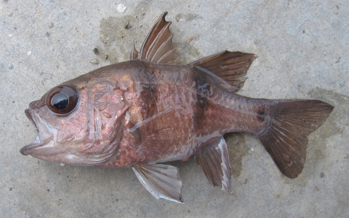 大个儿的天竺鲷