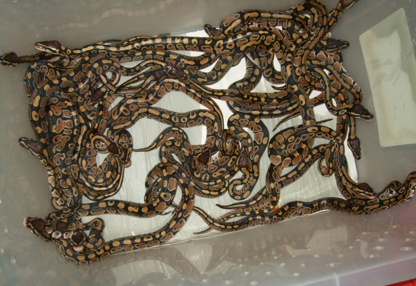 球蟒,350元(实物图)