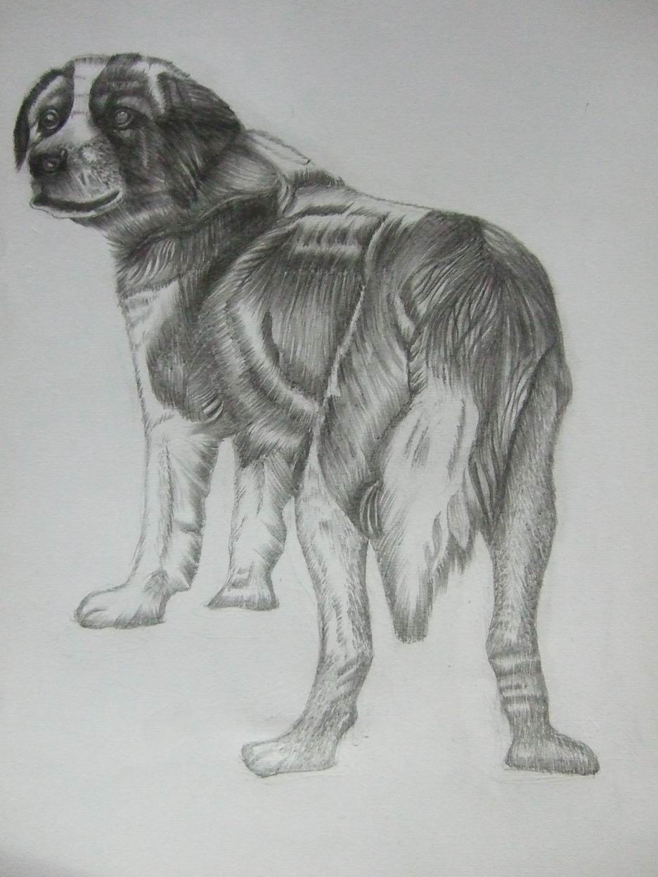 晒晒我的"狗狗们"