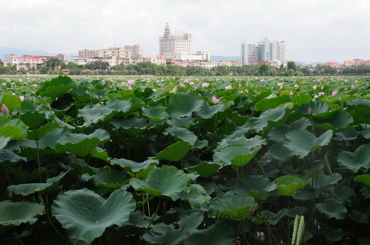 东莞桥头第8届荷花节见闻记录