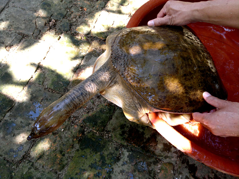 奇!奇!十四斤的大鳖谁见过!在南流江抓到滴(有图有真相)