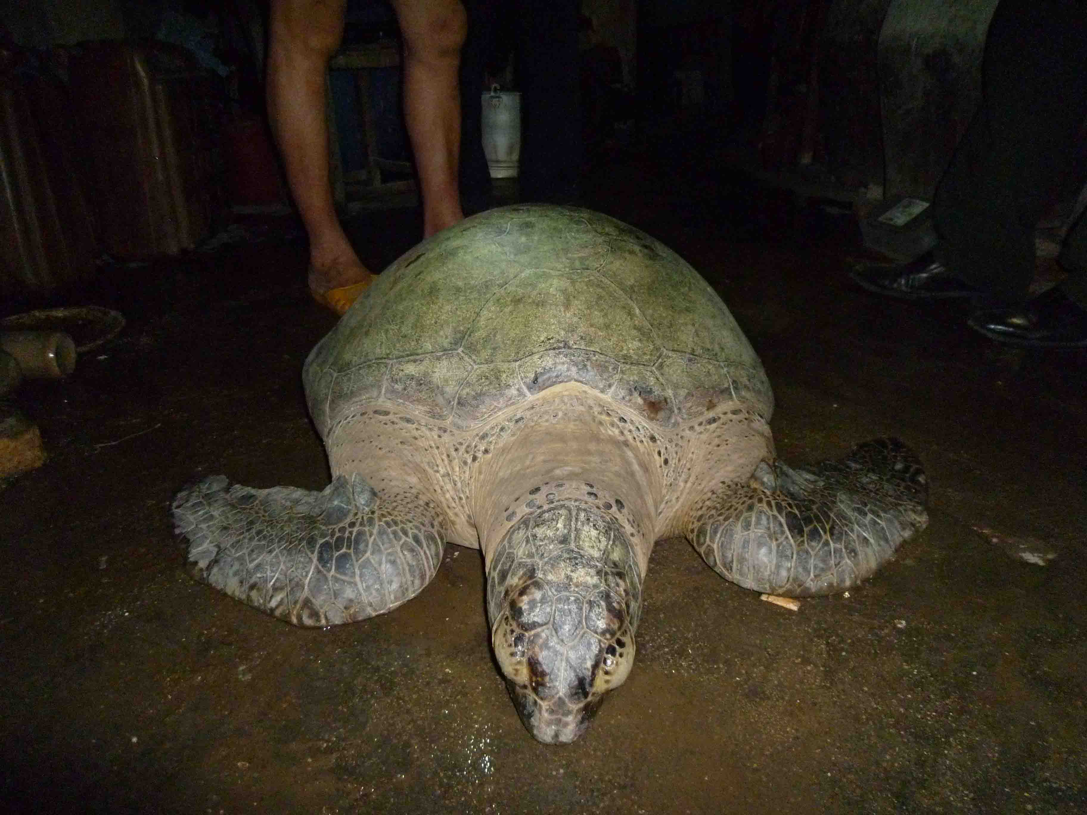 世界上最惊人的乌龟图片