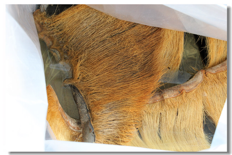 前两年拖回北海的鲸鱼即将作为标本展出(多图)