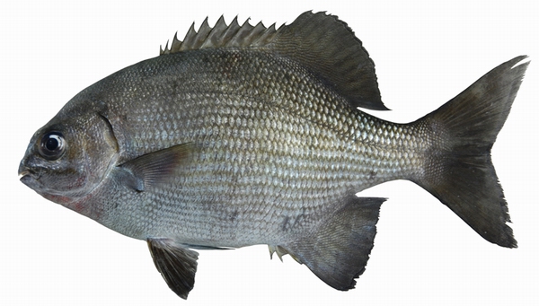 白毛,长鳍舵鱼,天竺舵鱼