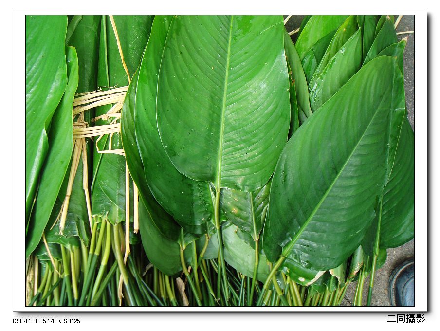 端午到了,新鲜粽叶和新鲜竹叶包粽子过程实记.