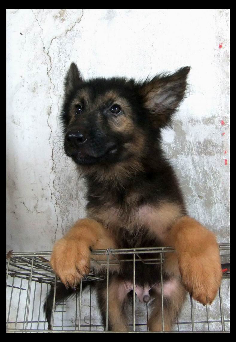 2个月大德牧,1000元(实物图)