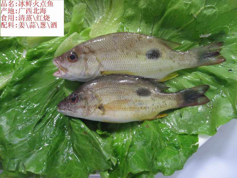 北海面临灭绝的鱼类你知多少(作为北海人的你都不一