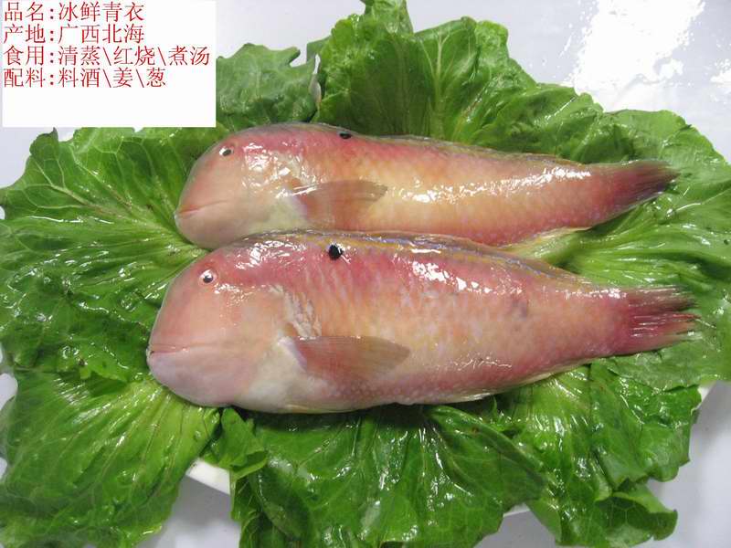 广西北海鱼类大全图片