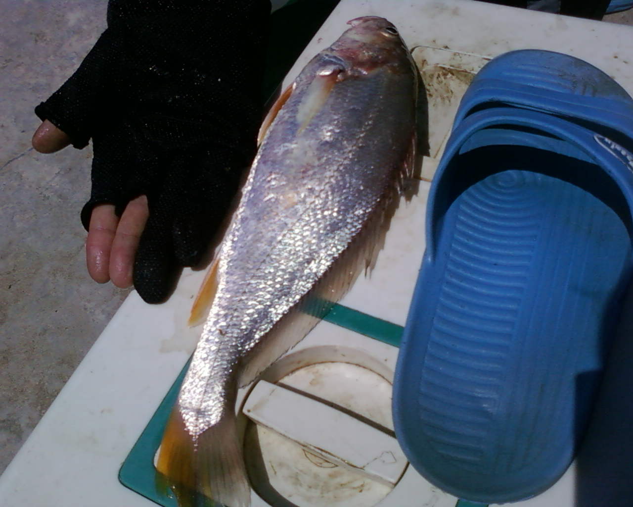 今天的太阳够毒,煲一锅杂鱼汤解解暑