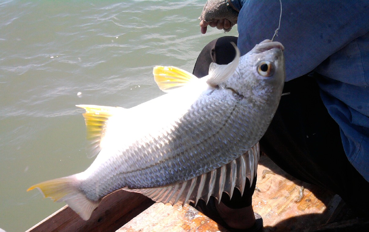 欢乐船钓8月6号鱼获