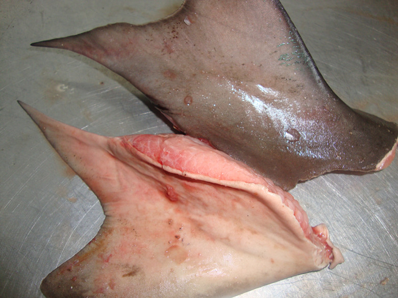 爱北海,做好北海菜4(一百多斤的鲨鱼尾巴)