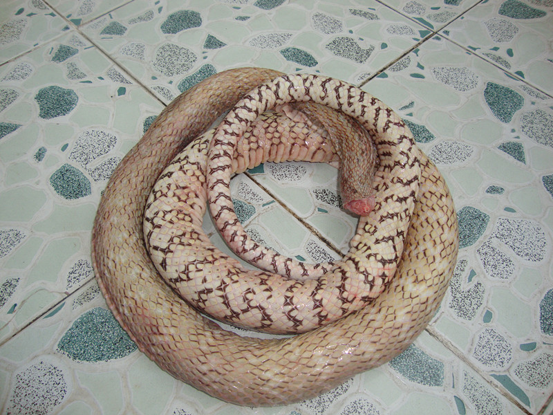 广西水律蛇图片