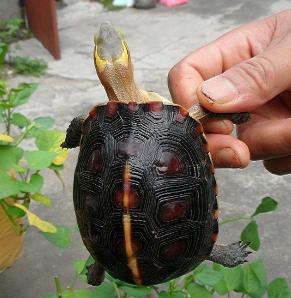 北海市低价出一大批调养好黄缘龟一批,欢迎选购,内明码