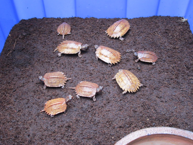 看看看欣赏下我的枫叶龟和鹰嘴龟