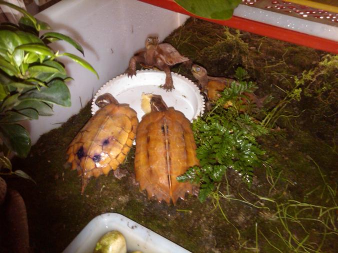 发几张枫叶龟爱好者养枫叶龟的环境照片!