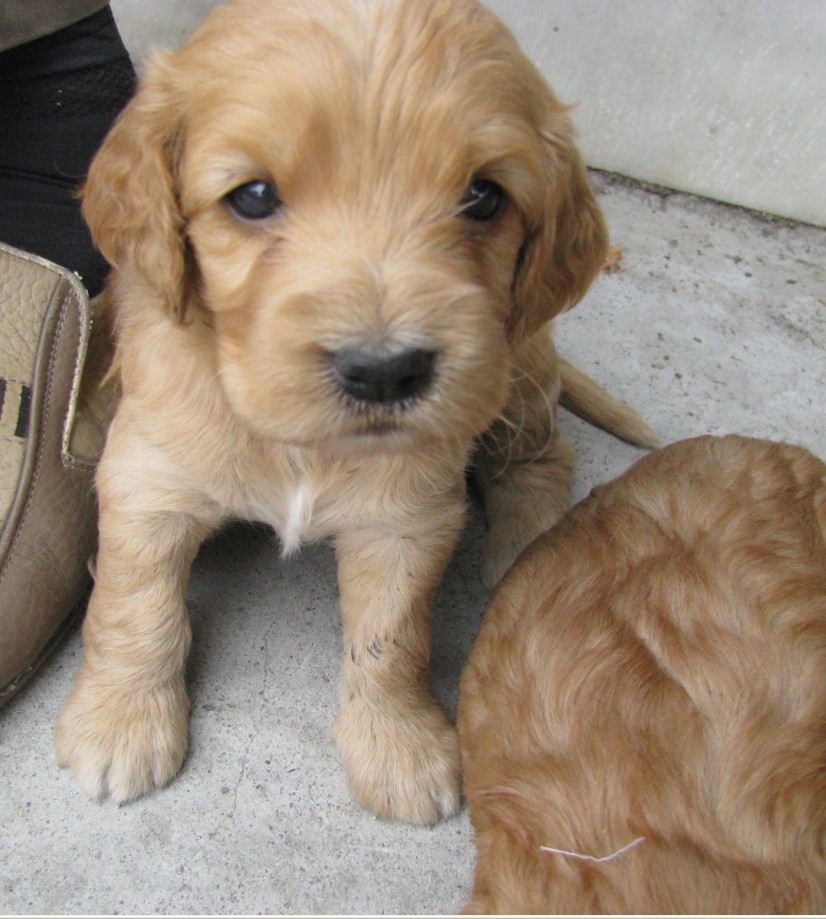 1个多月可卡犬,价格电联(实物图)