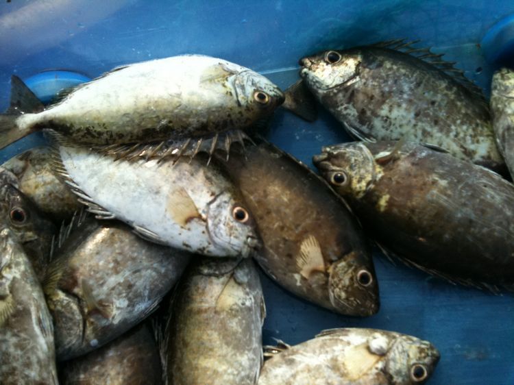 盘子里装得小鱼,叫泥莽(音),也叫乌子婆(音),我也不知道是不是这样