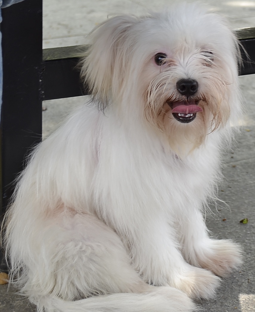 寻狗启示 西施狗 大量图片