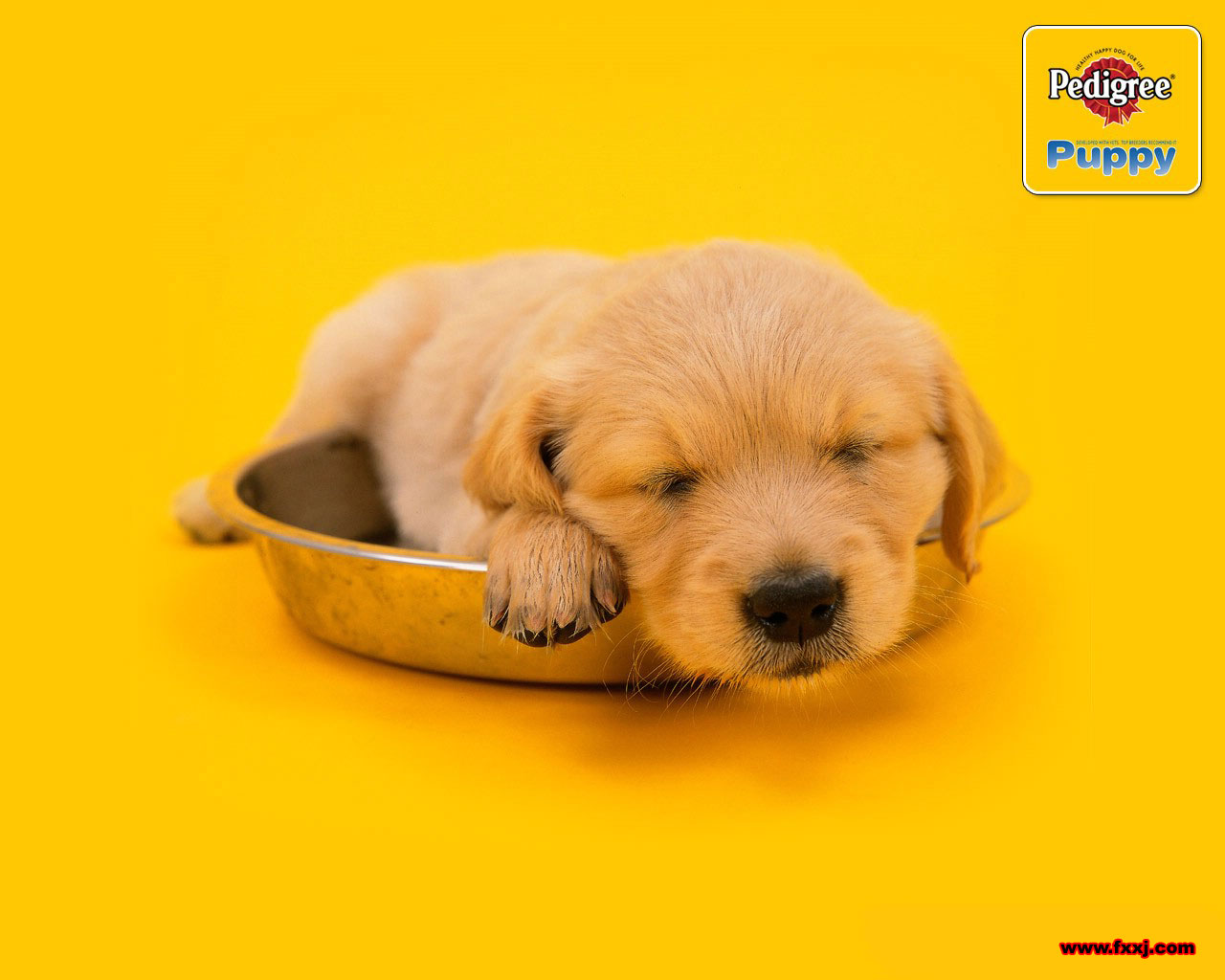 可爱的狗狗 相片欣赏