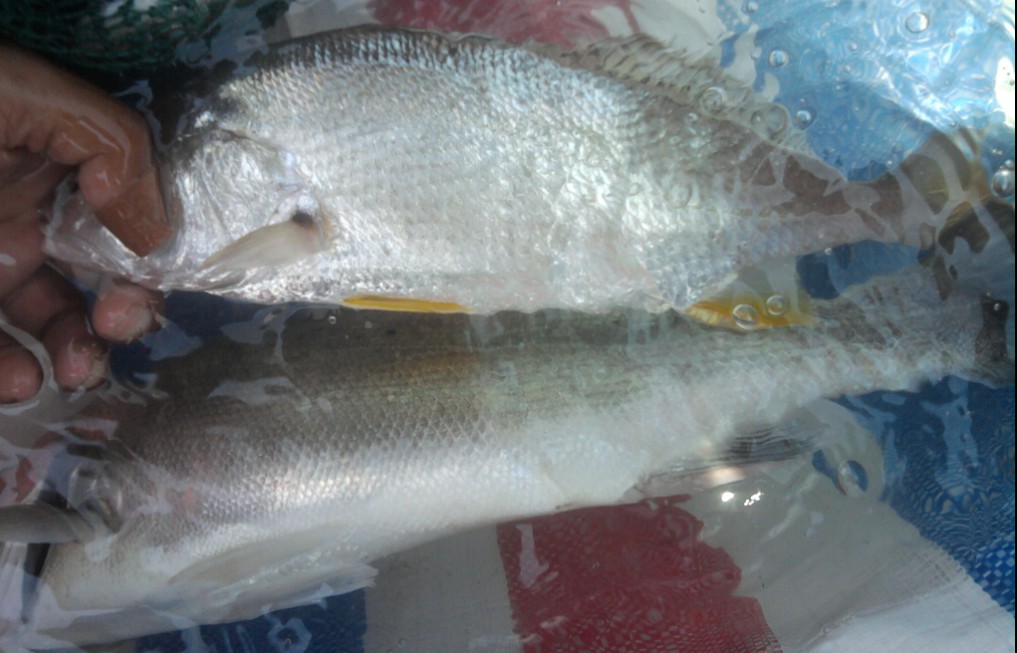 欢乐船钓9月18 ,19号鱼获