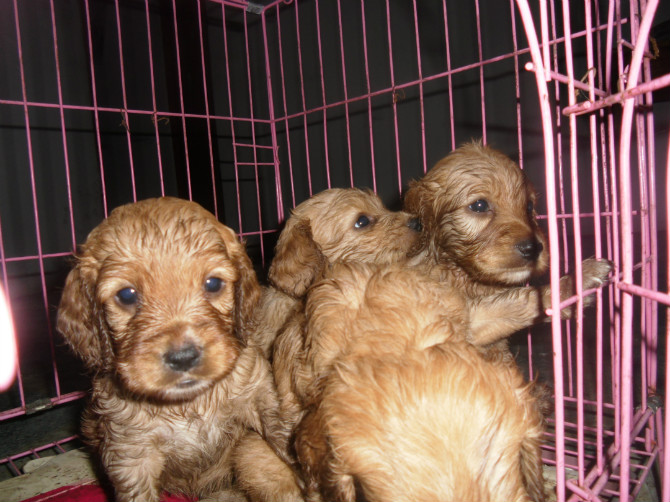 出售4只两个月大的小可卡500