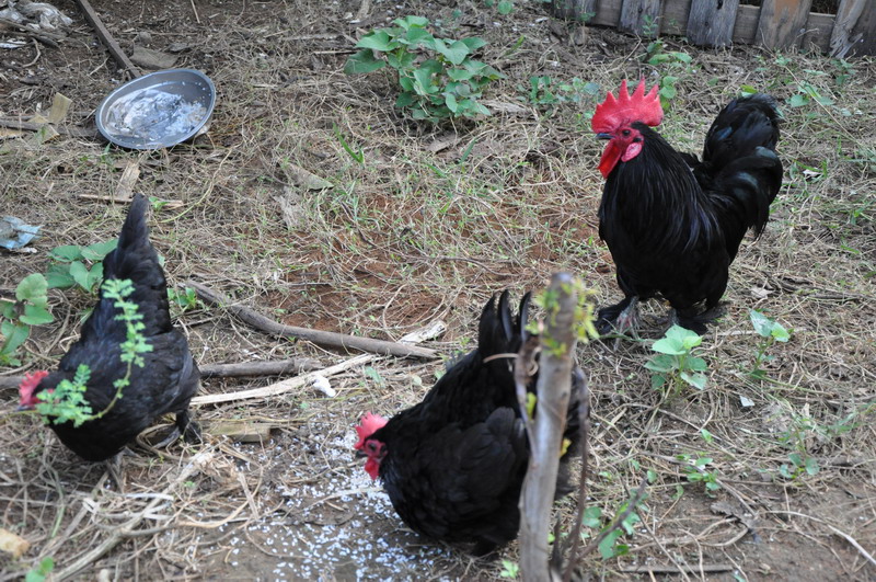 我的观赏鸟-元宝鸡