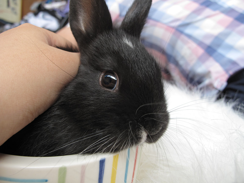 我家的黑色小侏儒兔兔子是种温顺乖巧的动物,喜欢和人亲近,无攻击性