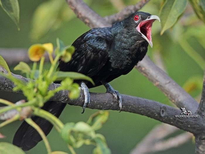 描述:体大(42厘米)的杜鹃.