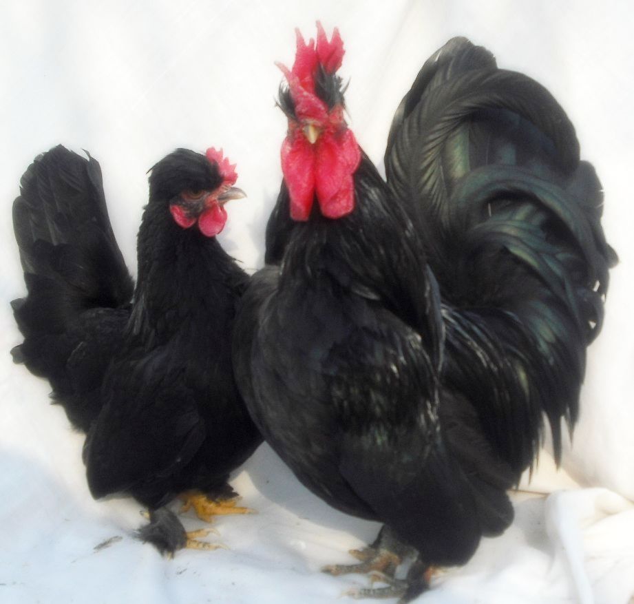 元宝鸡,可观赏,可食用,媲美鸟肉,70元一只