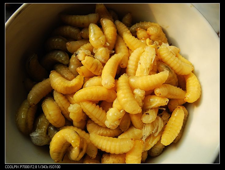 今晚来点特别的晚餐——香煎蜂蛹