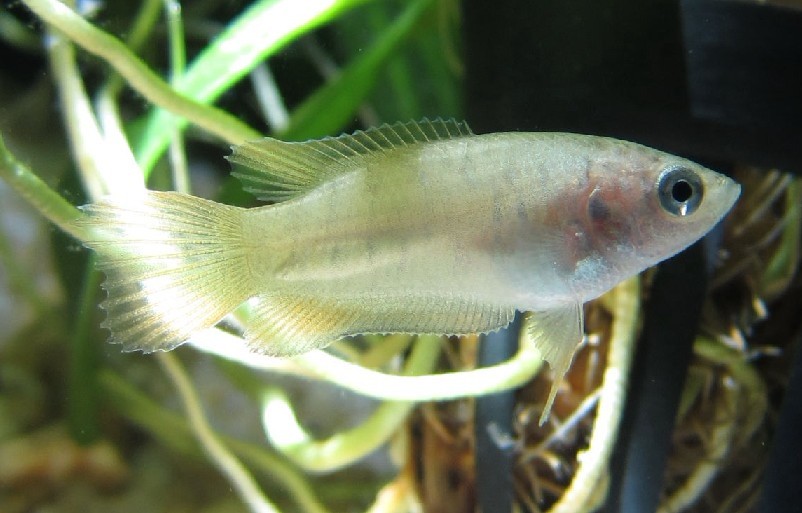 出泰国斗鱼半月,壮家叉尾斗鱼苗,蓝叉苗