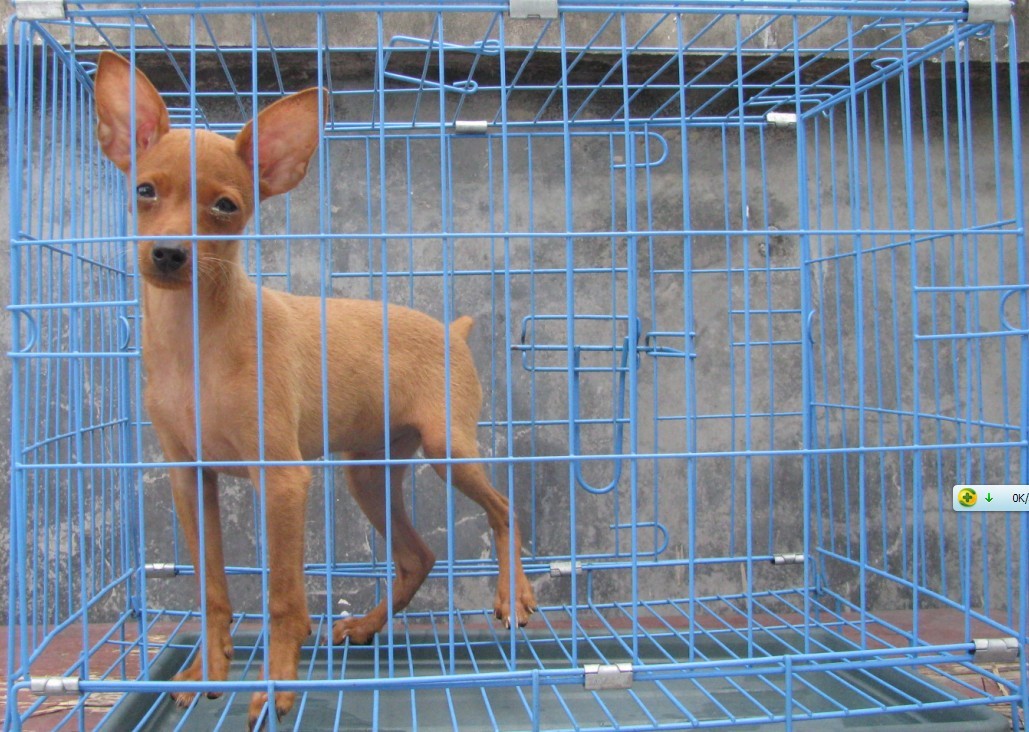 4个月大小鹿犬,2个月大贵宾犬,价格面议(实物图)