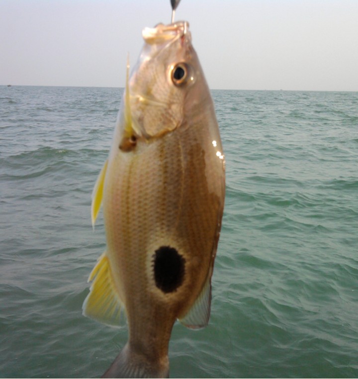 欢乐船钓 11月1号鱼获 新玩法 新享受 爽!